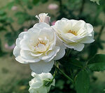 月季花开
