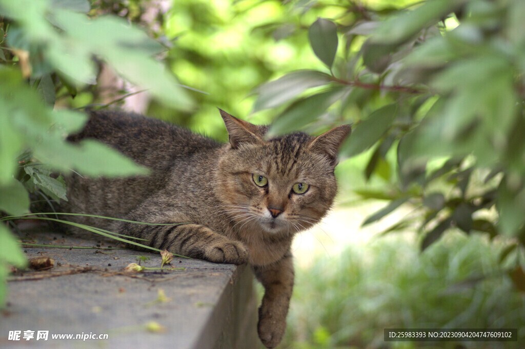 猫