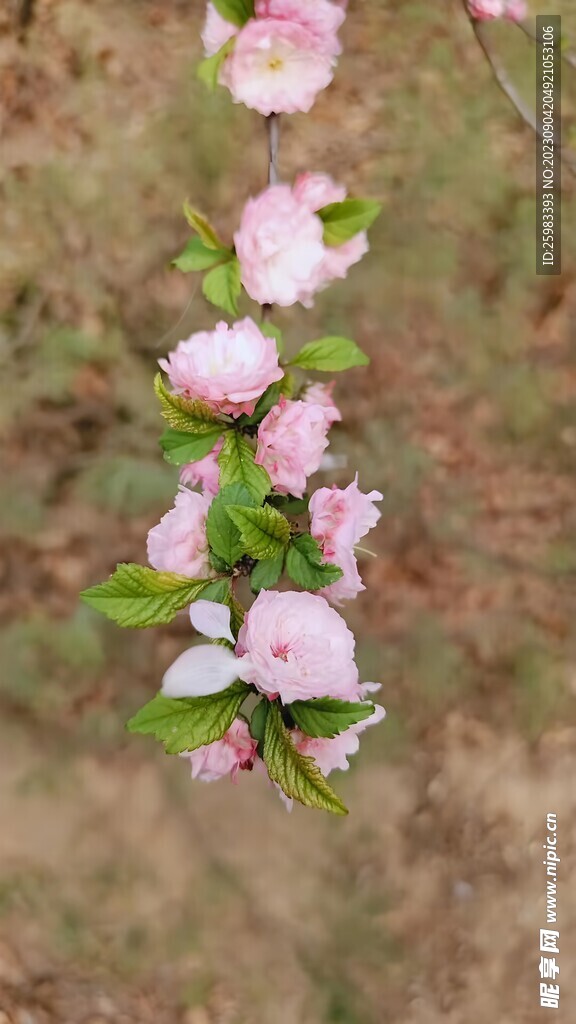 樱花