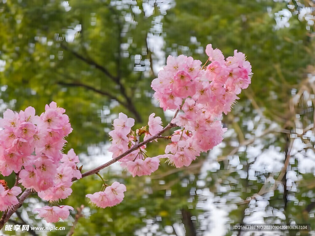 樱花