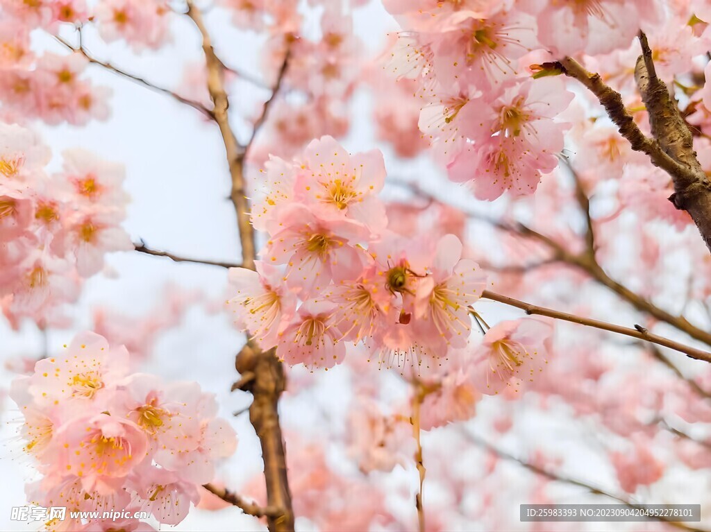 樱花