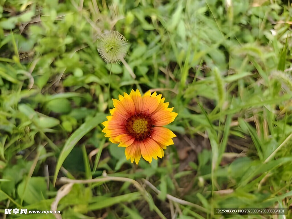 雏菊