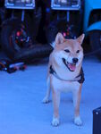 柴犬