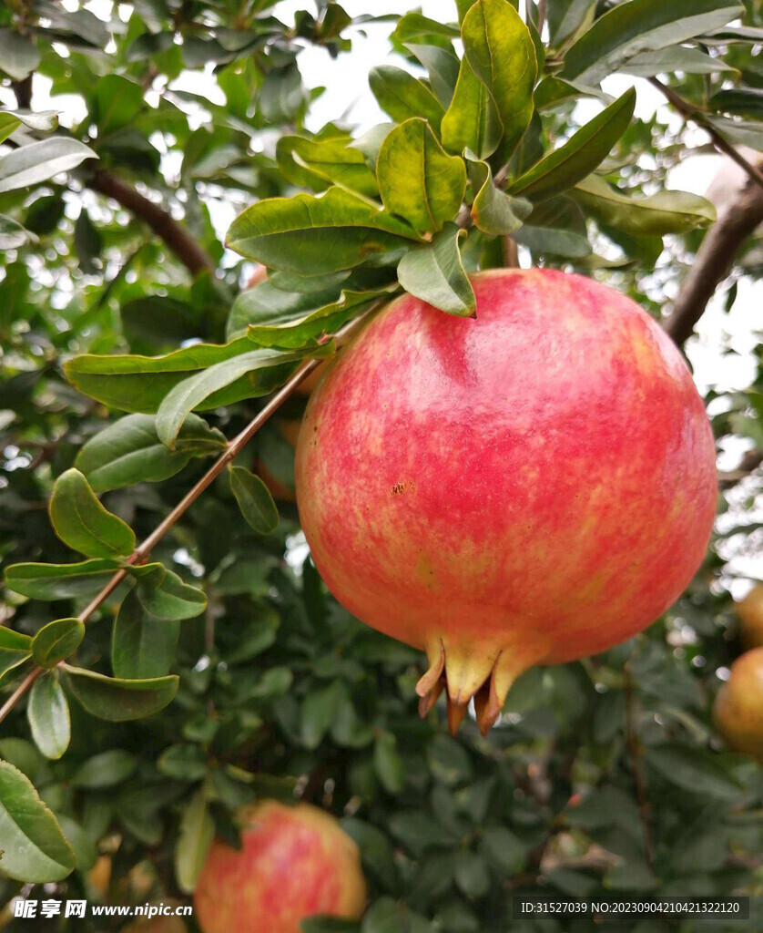 石榴高清特写