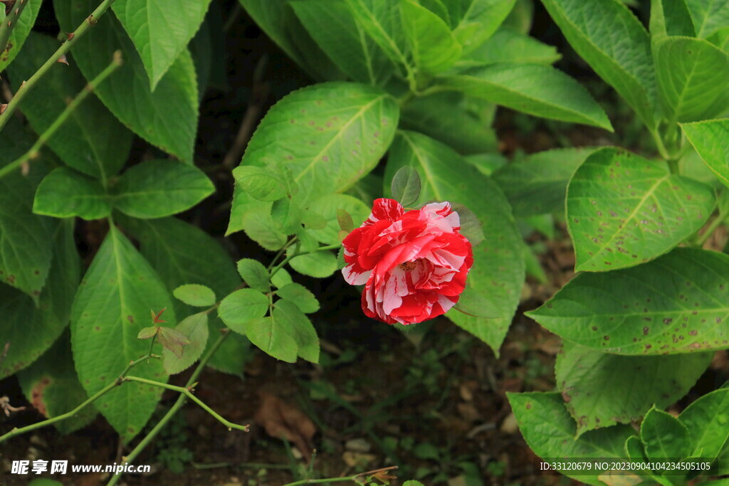 公园红色玫瑰花