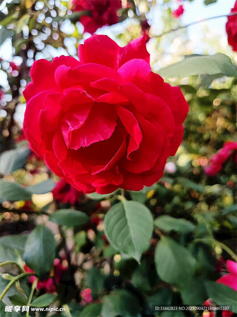 牡丹花