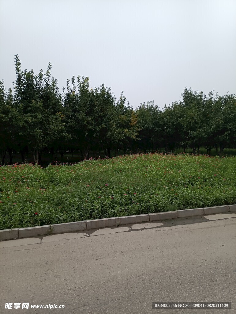 路边的绿化