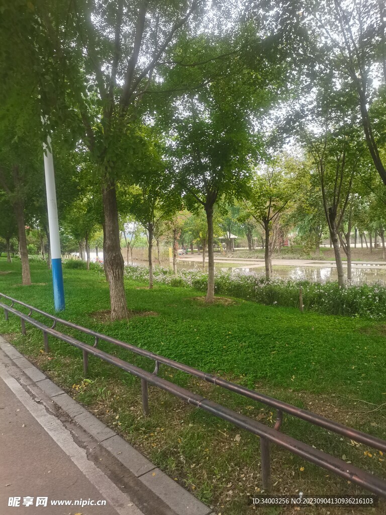 绿化树木