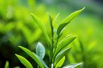 茶叶 