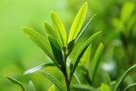 茶叶 