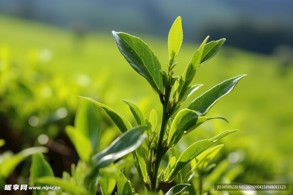 茶叶 