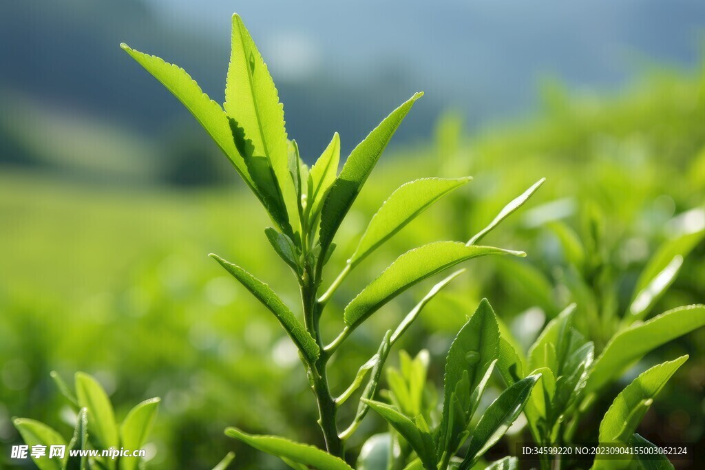 茶叶 