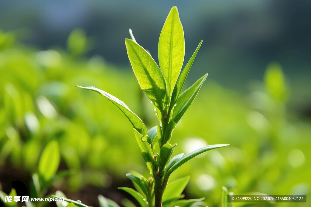 茶叶 