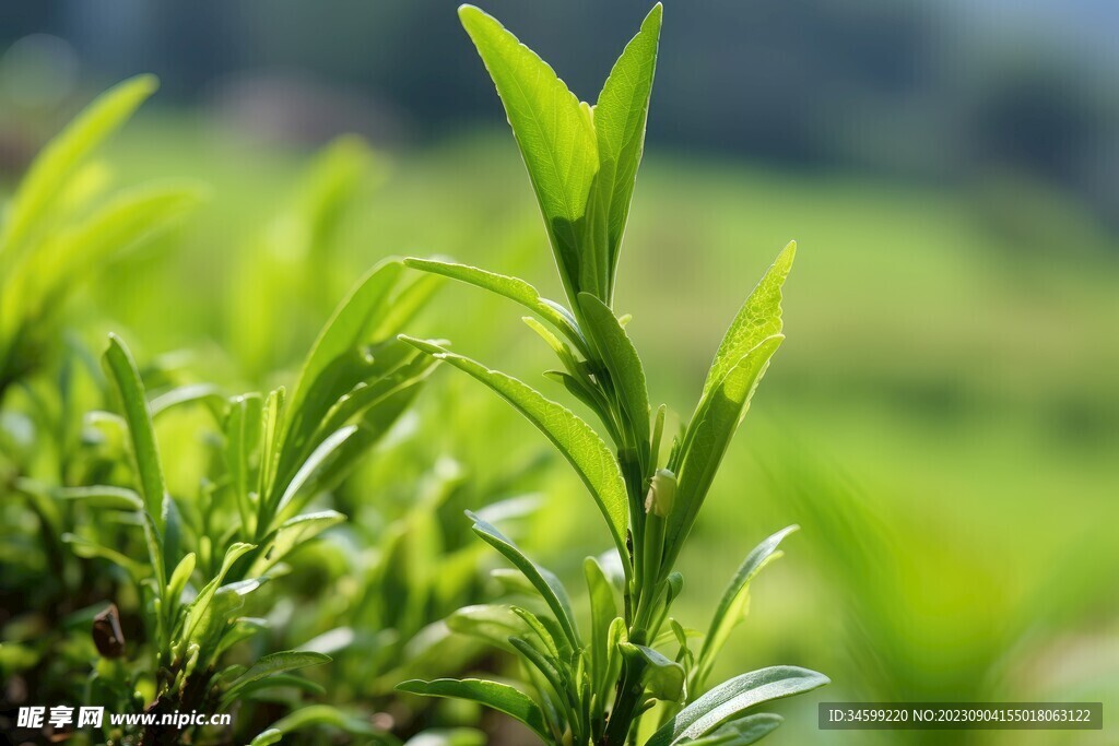 茶叶 