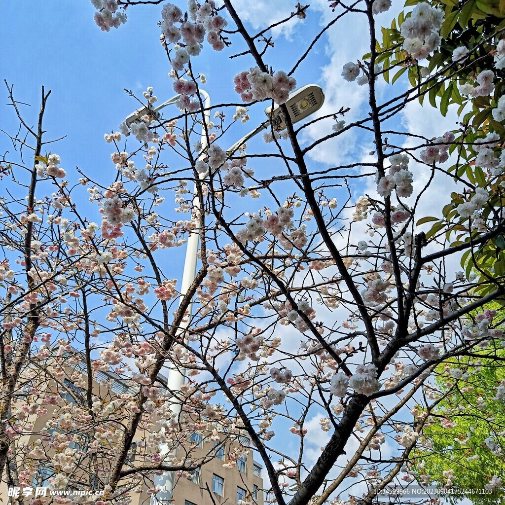 树