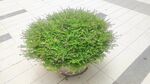 小米花植物花盆