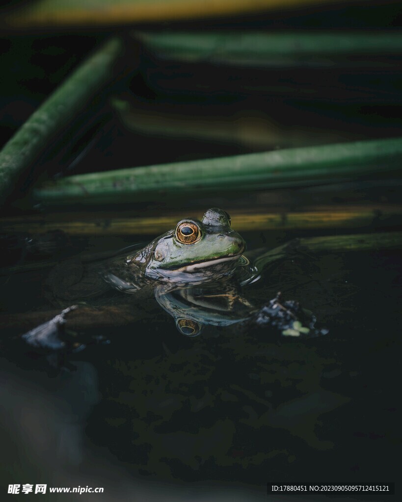 青蛙