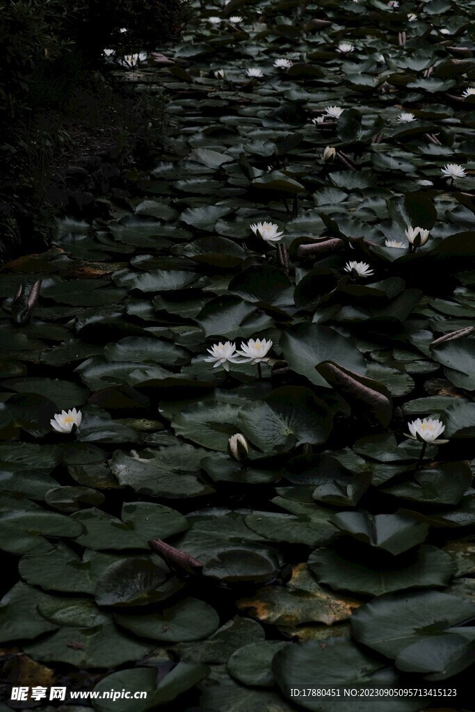 睡莲