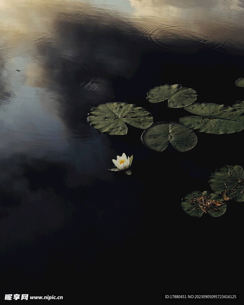 睡莲