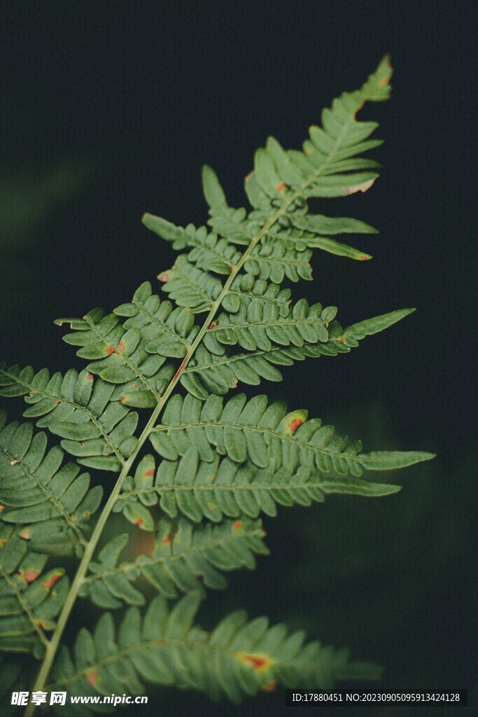 蕨类植物