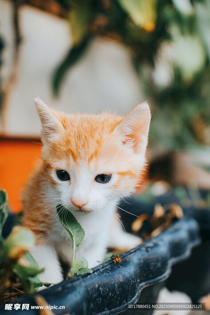 猫