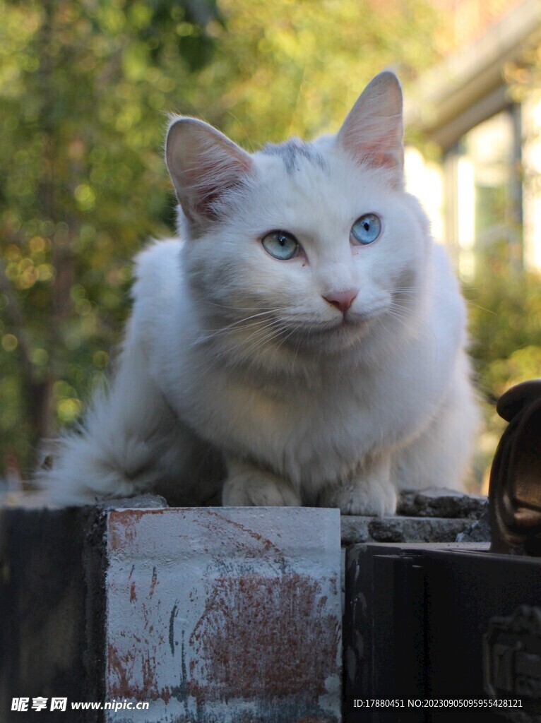 猫