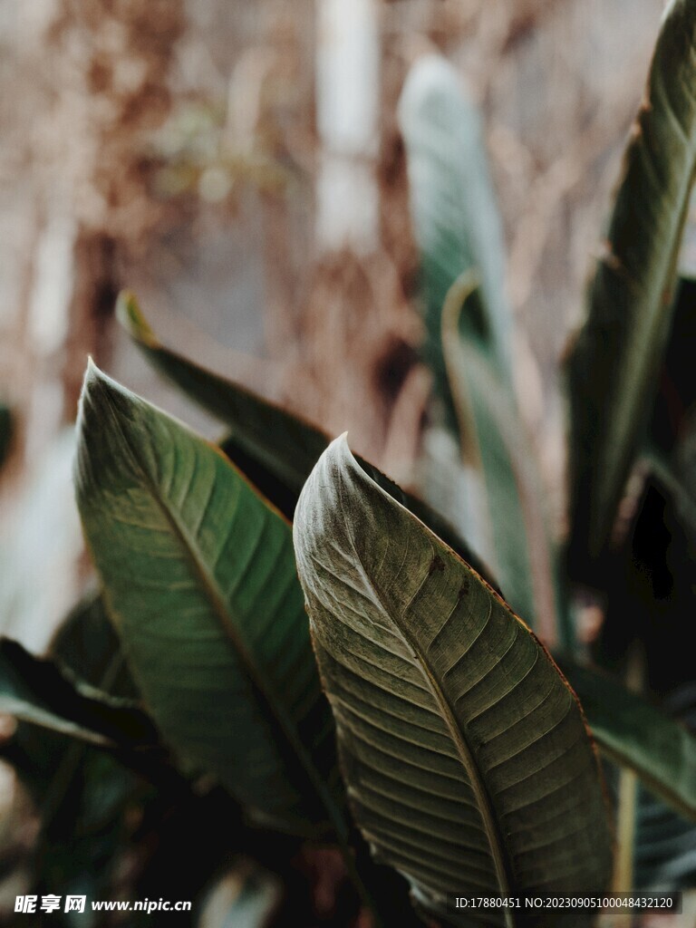 绿叶