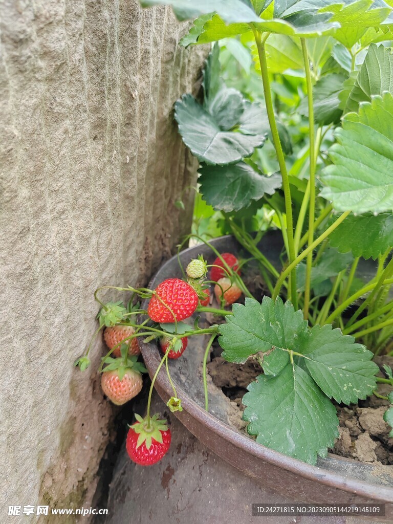 一盆草莓