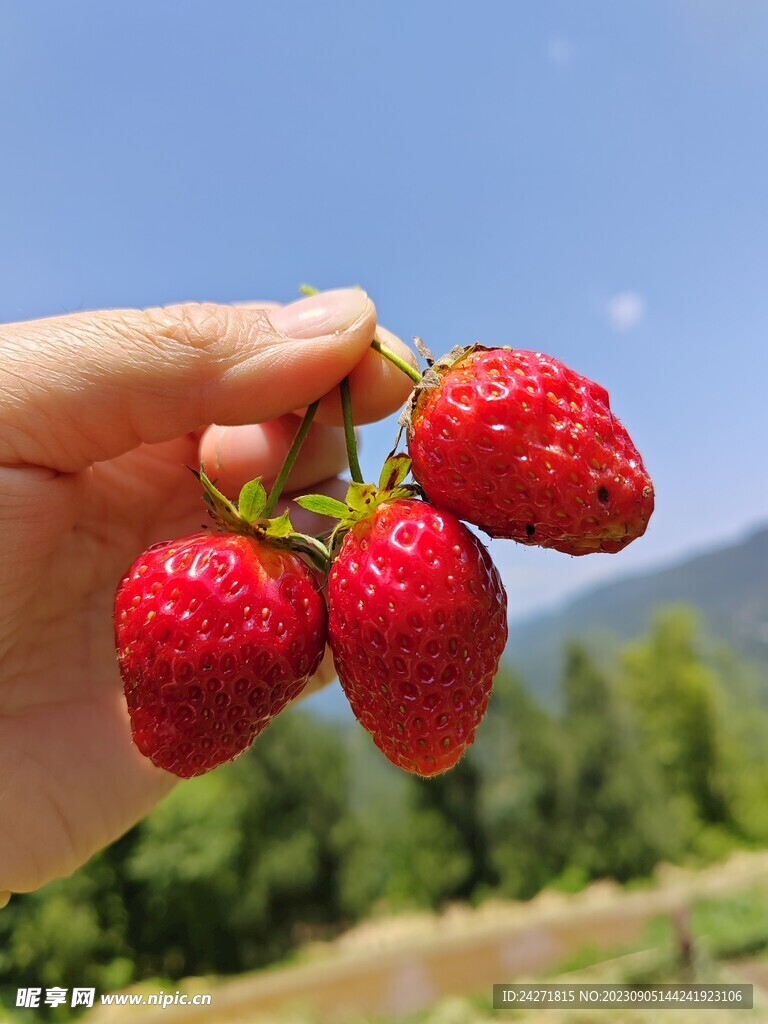 草莓风景