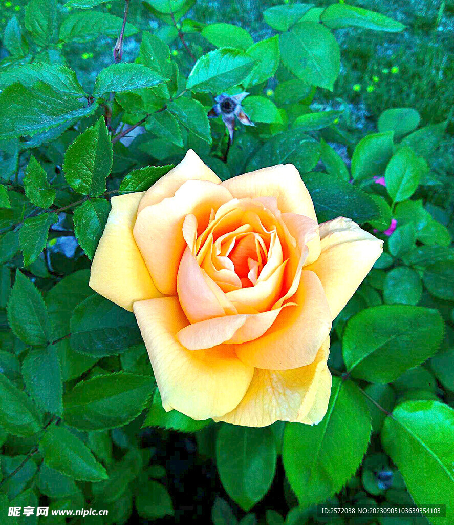 月季花开