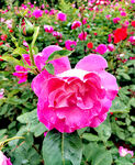 月季花开
