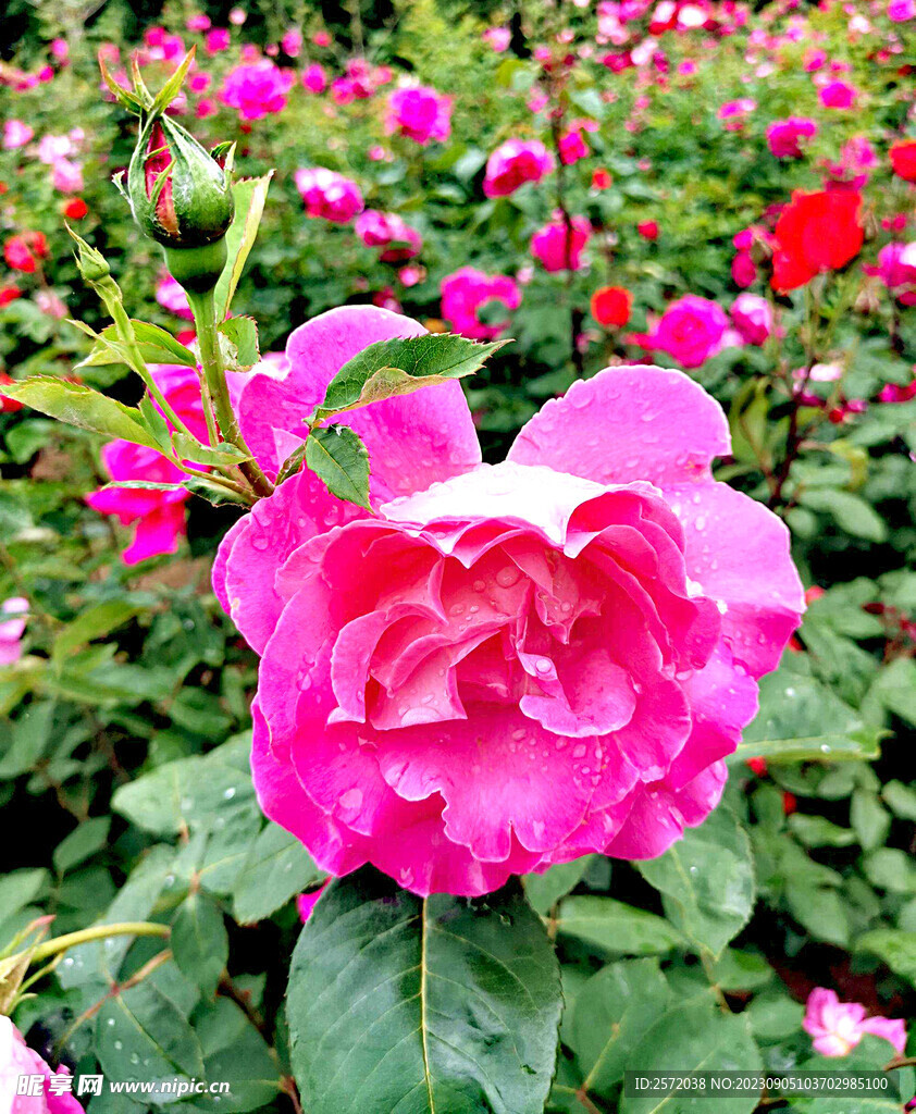 月季花开