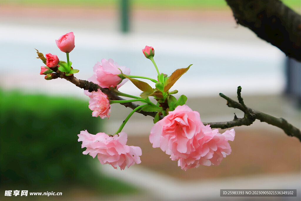 樱花