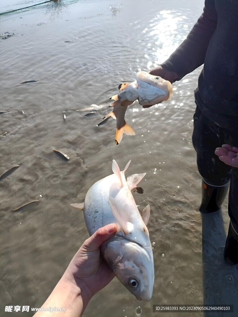 死鱼