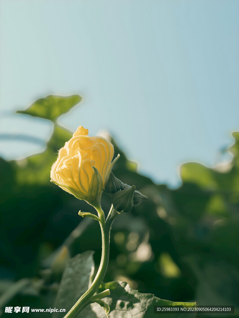 野花