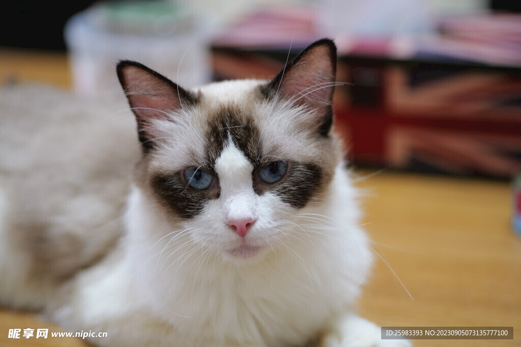 猫