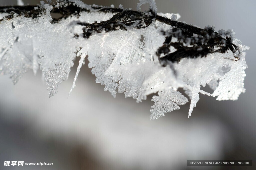 雪花