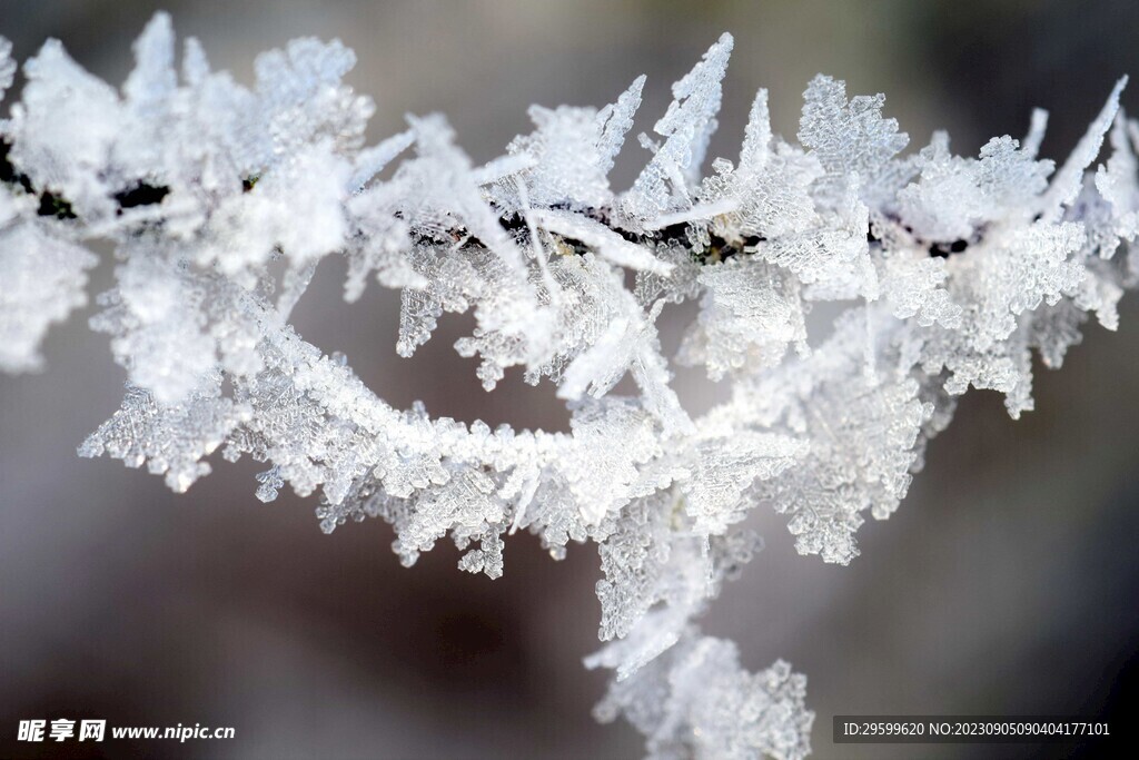 雪花