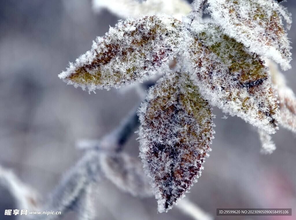 雪花