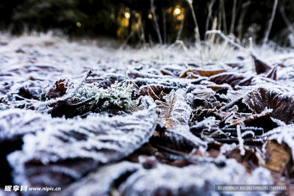 雪花