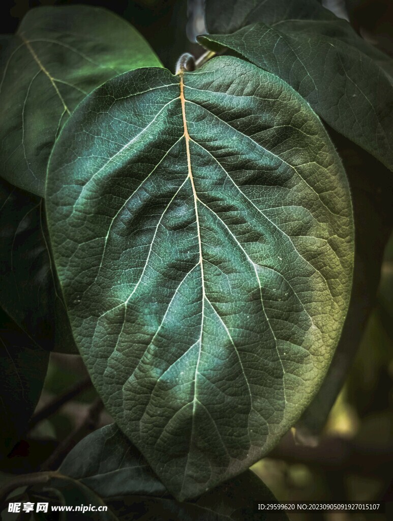 树叶