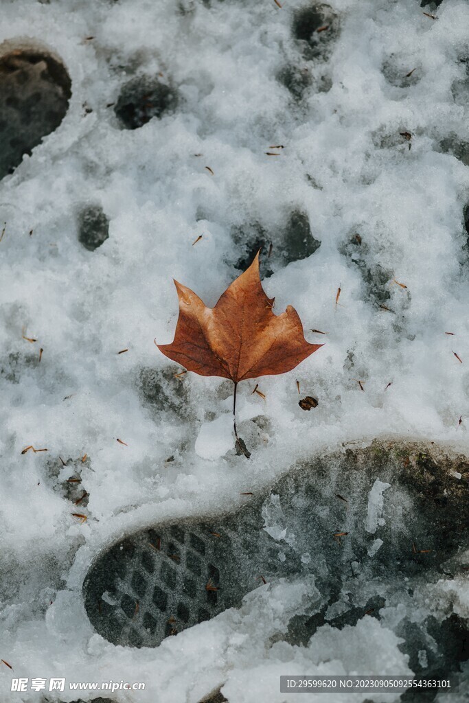 雪地