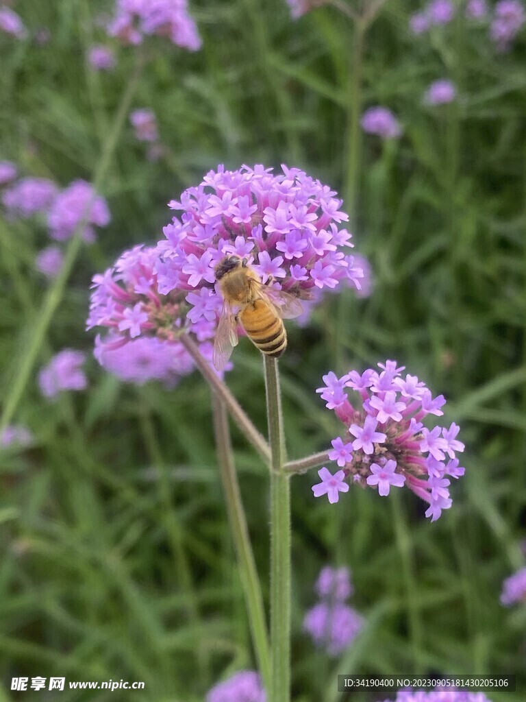 紫花