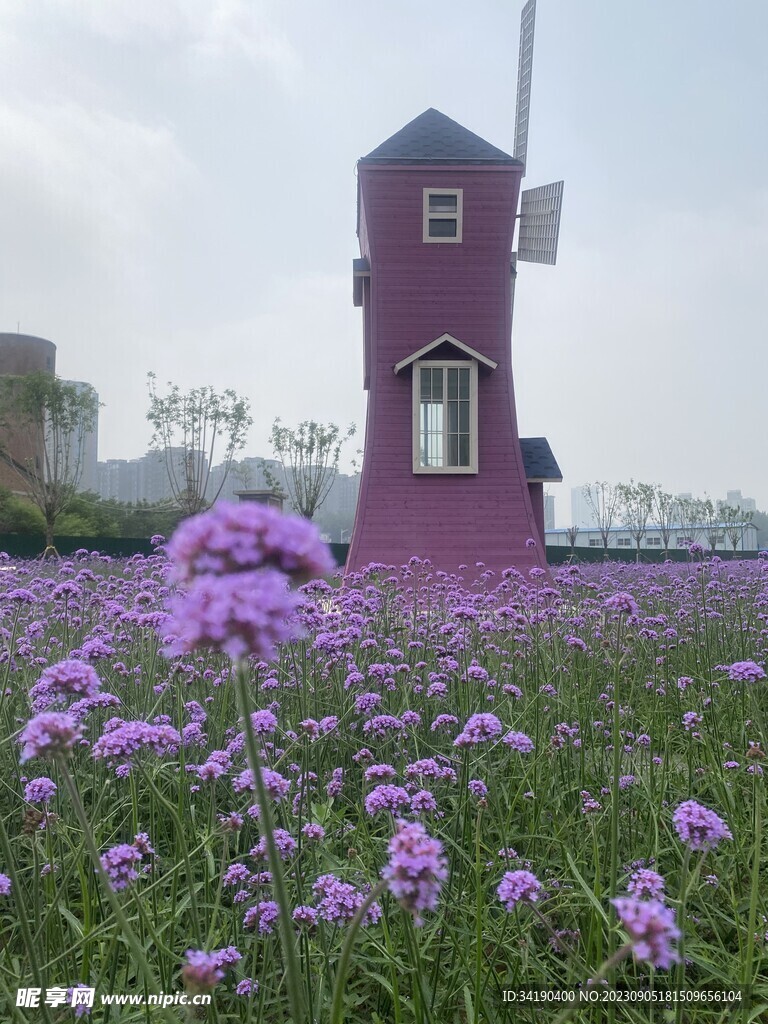 花朵