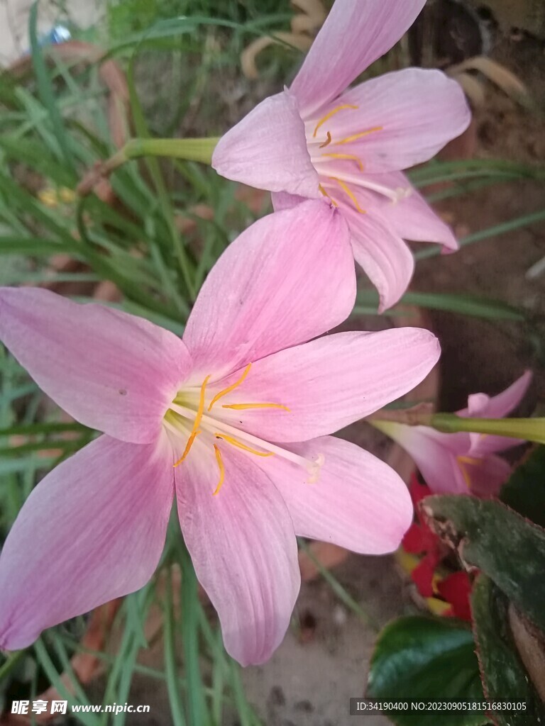 花朵