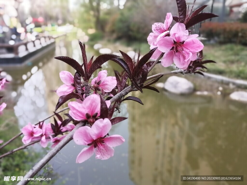 桃花
