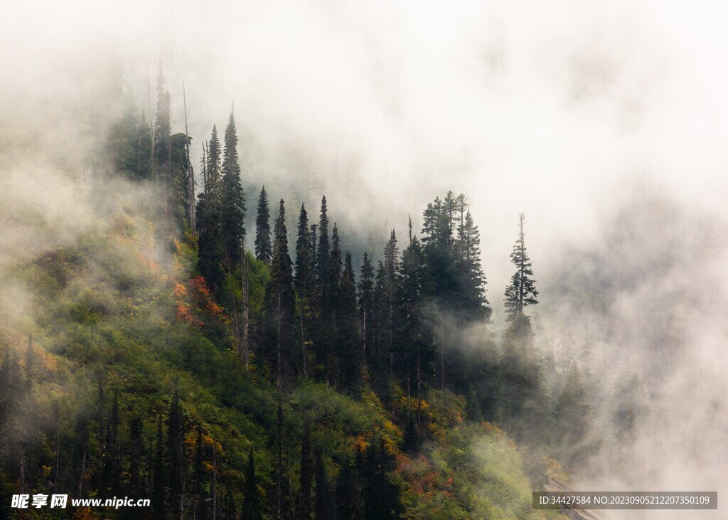 云海山林风景