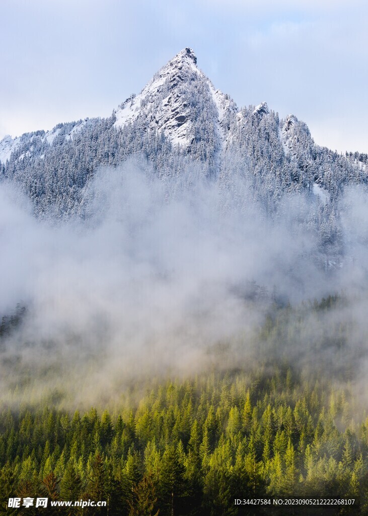 绿树林和雪山