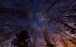 树林里的星空