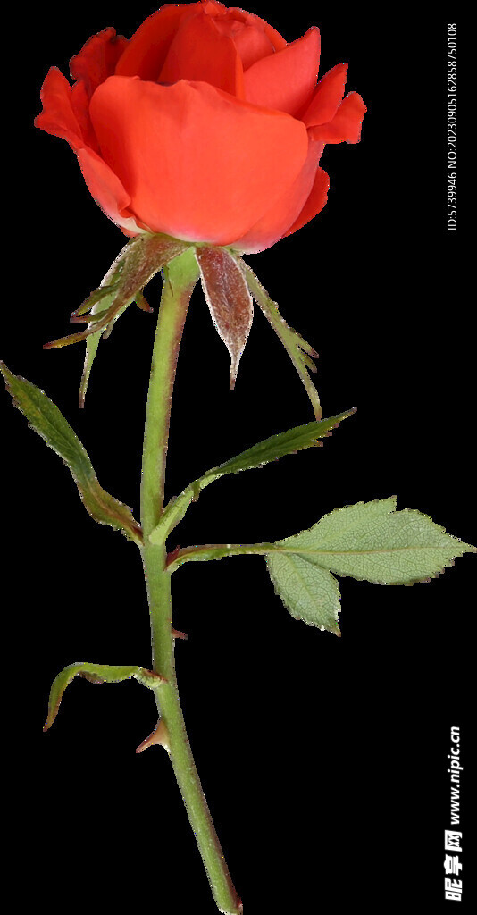红色玫瑰花